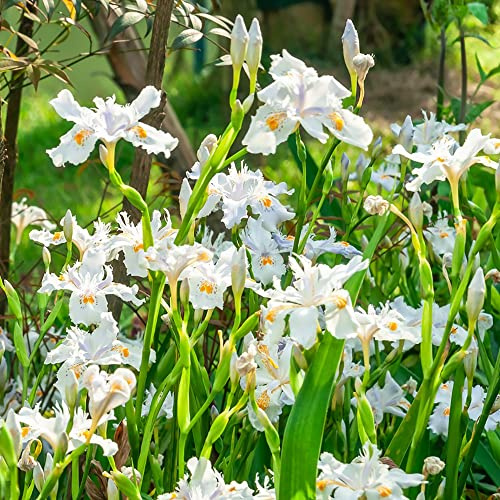 Bulbos de iris - resistentes balcón de jardín perennes 9pcs