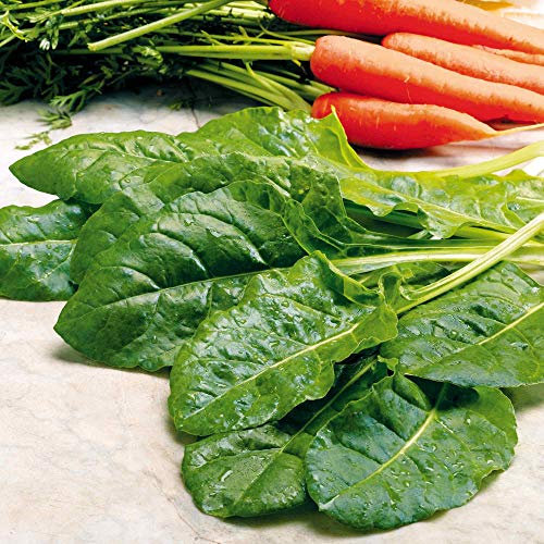 Suttons Spinach Seeds - Perpetual Spinach Vegetable Seed, Approx. 250 Seeds per Pack, Grow Your own Spinach Plants from Seed, Ideal for Beds and Borders, Greenhouses