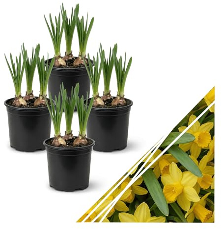 Live Flowering Daffodil (4 Per Pack) - Yellow, Beautiful Spring Bulbs, Ships Dormant in 1 Pint Pot, Blooms in 2-3 Weeks