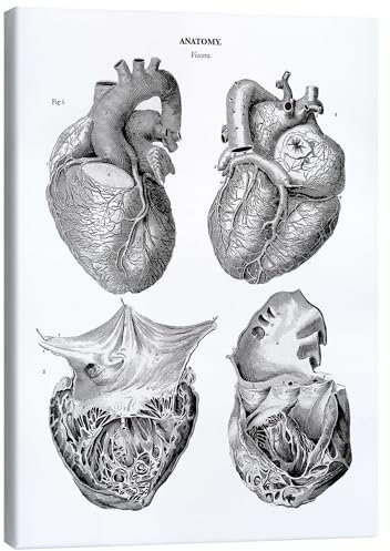 Posterlounge Anatomia del cuore umano Stampa su tela di Thomas Milton 30 x 40 cm Quadri Decorazione per pareti