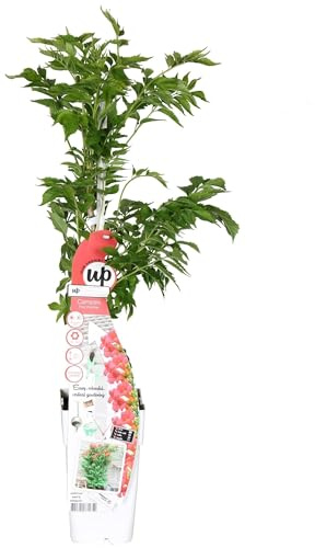 Campsis – Trompetenblüte Dunkelrosa – Kletterpflanze – Sommerblühend – Für sonnige Standorte im Garten – Bienenfreundlich – Winterhart