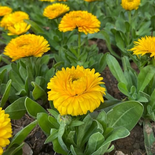 caléndulas - trepadoras, de jardín de rocas semillas caléndula Decoraciones otoñales un jardín resistente semillas tapizantes resistentes al 500semillas