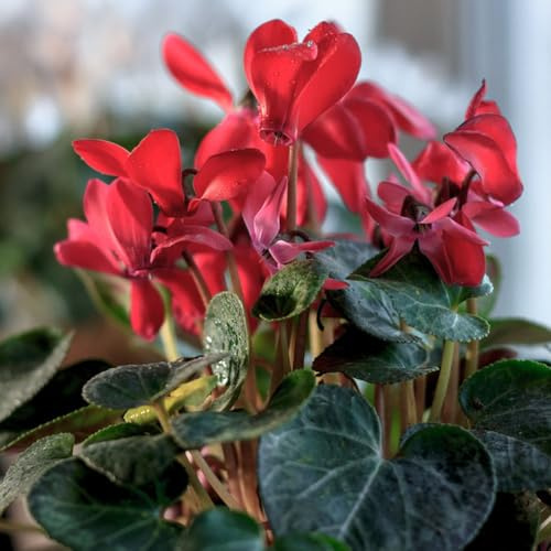 Ciclamino - d'appartamento esotiche giardino balcone di 60semi