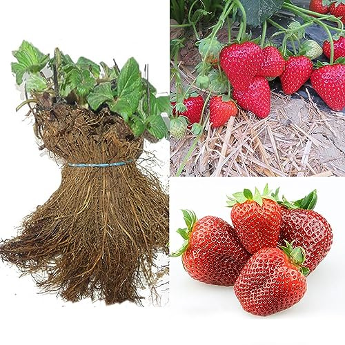 SAVINI VIVAI Piante di Fragole Unifere Medio-Precoci Elodì a Radice Nuda Mazzi da 20 Frigoconservate