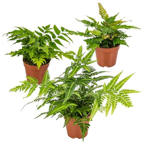 Freiland Farne Mischung- 3 Stück im 12 cm Topf