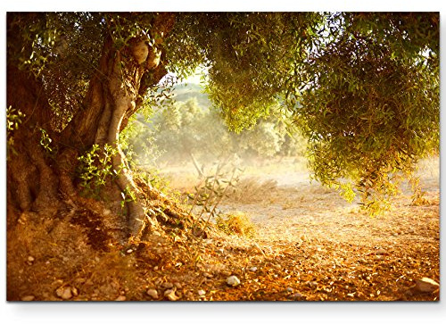 Leinwandbilder | Bilder Leinwand 120x80cm großer alter Olivenbaum