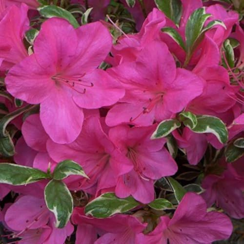 Rhododendron 'Salmon's Leap' Variegated Evergreen Azalea - Deep Pink Blooms - Ideal for Containers – 2X 3 Litre Potted Plant by Thompson & Morgan