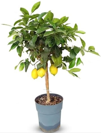 Sunny Tree Citronnier - 90 cm - Citrus citron vert - 3 ans - Arbre fruitier - Endroits ensoleillés - fruit