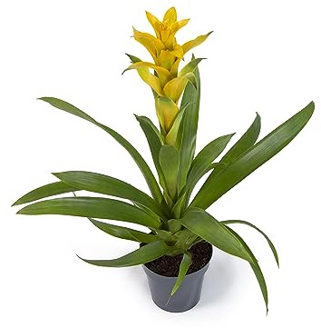 Cool Green - Planta natural interior - Bromelia Amarilla - Apta para Mascotas