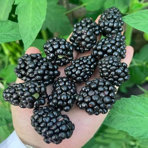 moras - Balcón exótico a prueba de invierno zarzamora espaldera de jardín rocas arbustos bayas setos, arbustos, decoración sala 100semillas