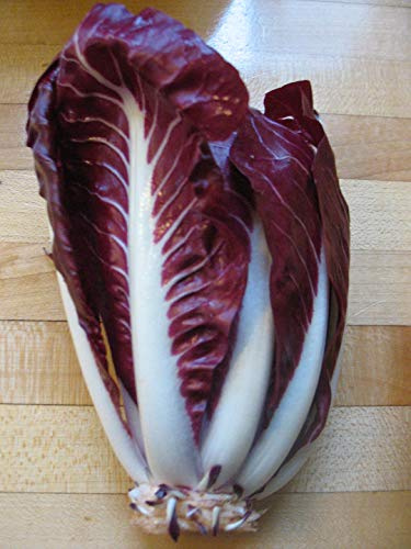 400 Red Treviso Endive Seeds for Planting Heirloom Non-GMO 1.25+ Grams of Seeds Garden Vegetable Bulk Survival Chicory Radicchio