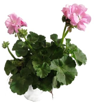 Geranio Natural con Flores Rosa DECOALIVE – Planta Viva para Terraza, Balcón o Interior Luminoso