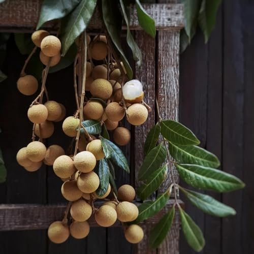 Longan, obstsamen für garten Dimocarpus longan - säulenobstbäume obstbäume kaufen balkon obstgarten säulenobst 8Samen