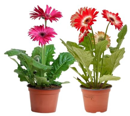 Verdecora Pack 2 Gerberas | Gerbera jamesonii | Margarita Africana | Planta natural de exterior con flor en maceta de 12cm (Altura total aproximada 30-35cm)