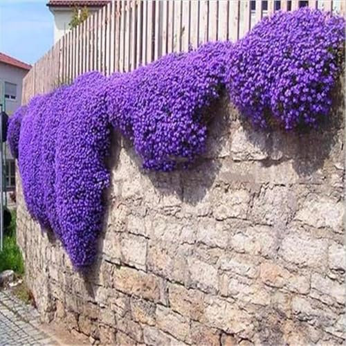 Semi Di Aubrieta timo strisciante, Seme Aubretia fiori Perenni per Giardino Roccioso, crescione lilla, Resistenti al Freddo, 500 Semi, Aubrieta seeds