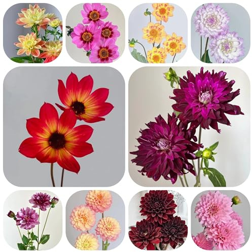 4zwiebeln dahlien, deko dahlienknollen zimmerbonsai blumenstrauß luftreinigende zimmerpflanzen, dekoblumen herbstblumen