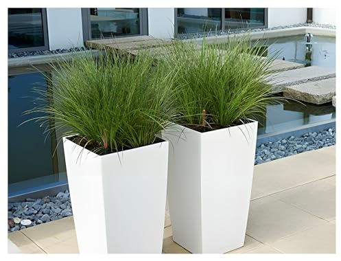 Stauden Gänge 1 x Carex howardii 'Phoenix Green' Grüne aufrechte Segge | Grünes Ziergras für Sonne bis Halbschatten, Blüte Juni bis Juli, mehrjährig, 1 L Topf (11x11 cm)