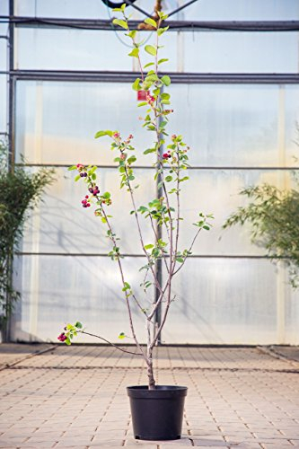Amelanchier 'Obelisk' 40–60 cm – Winterhart, Mehrjährig, Pflegeleicht – Felsenbirne – Heckenpflanze für Garten & Sichtschutz