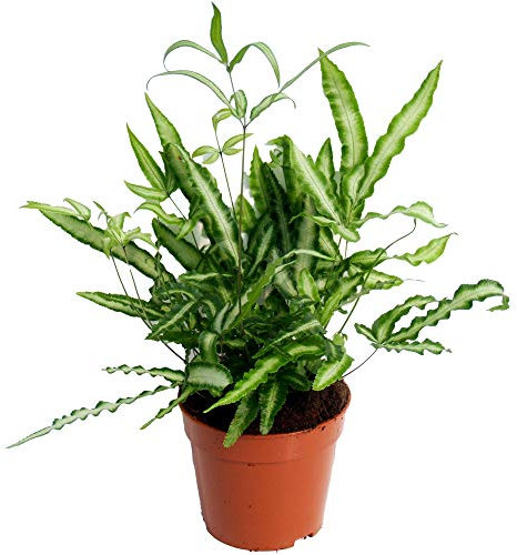 Pteris Albolineata Pteris de Crête | Fougère pour la Maison ou le Bureau (de 25 à 35 cm pot inclus)