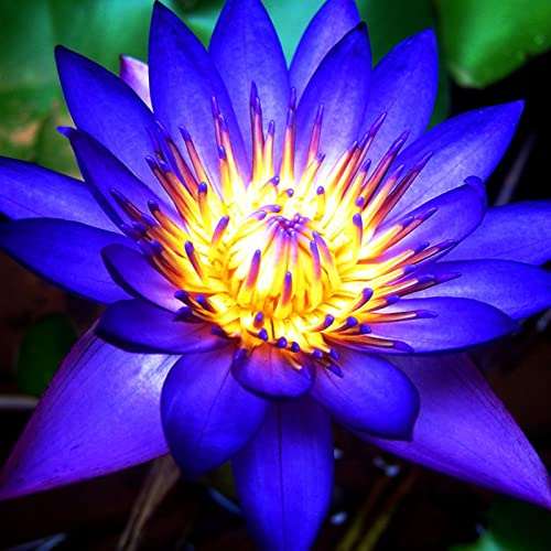 Lotus, RaritäT Mehrfarbige, SeerosenRhizome, Dauerblüher, Mehrfarbig Ertragreicherg. Sehr Exklusiv, Magic of Nature, Winterhart Rhizome, 100pcs-h