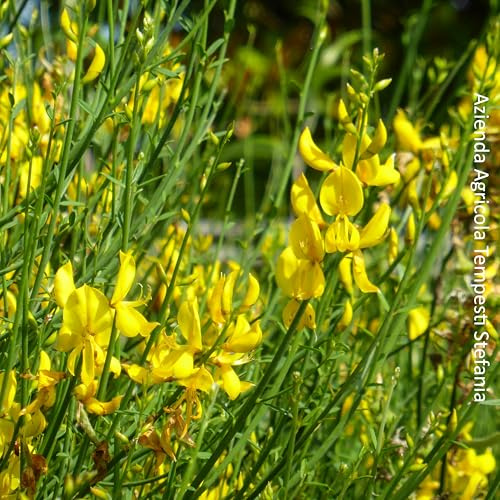 Ginestra di spagna, 4 piante alte 40/60 cm, vaso 9, spartium junceum