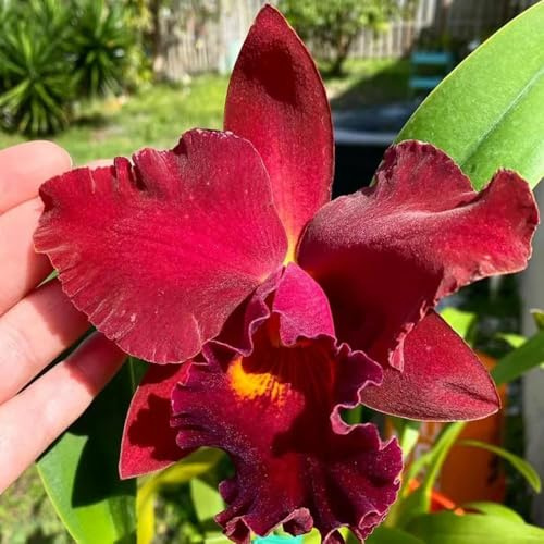 10 piezas semillas de orquideas semillas interior, catleya, perennes resistentes cobertura del suelo, perenne resistente, de jardín rocas