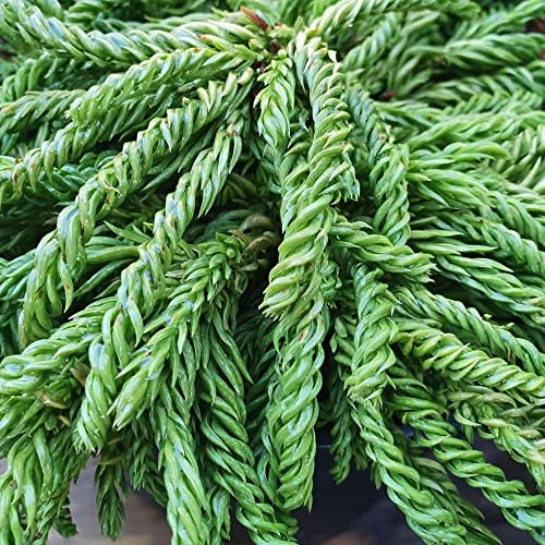 Plant theory Spiralis Grannies Ringlets Conifer Tree Cryptomeria Japonica Evergreen 3L Pot