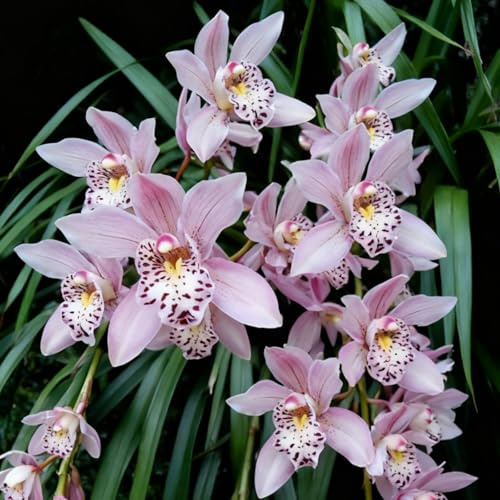 Bulbi di Cymbidium resistenti/Orchidee da esterno selezionate/ideali per la piantagione su balconi e per scopi ornamentali-5 Rhizome-E