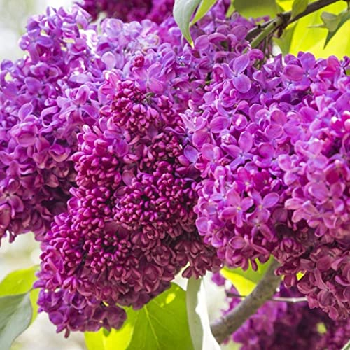 Edelflieder 'Charles Joly' - Syringa vulgaris 'Charles Joly' 40-60 C - 40-60 cm Topf