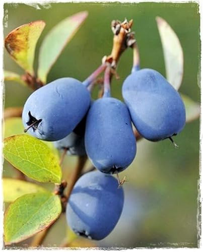 Planta de Arándano Siberiano LONICERA KAMTSCHATICA 'BLUE VELVET' en maceta Ø 17 cm h. 50/60 cm