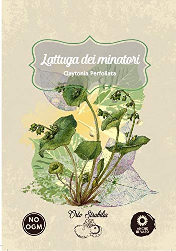 lattuga dei minatori,portulaca,claytonia perfoliata,semi rari,semi strani,orto strabilia