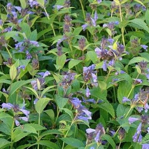 6x Katzenminze - Nepeta subsessilis - Topf 9x9cm - Blühende Gartenstaude