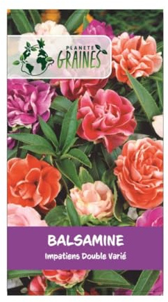300 Graines d'Impatiens balsamine fleurs annuelles pour jardin, balcon ou terrasse - Floraison estivale