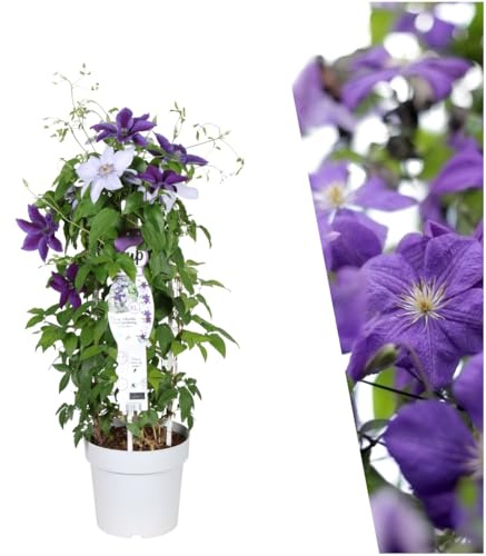 Plants by Frank Clematis Masa & Bernadine, Waldrebe Pflanzen Mix, Ø 23 cm | Waldrebe, Kletterpflanze, Winterhart Mehrjährig, Blau Weiße Blüten, Rankpflanze, Gartenpflanzen, Topf 23 cm, Höhe: 80 cm