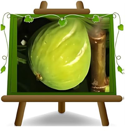 EURO PLANTS VIVAI Fico Colummaro Bianco - Pianta da Frutto Antico su Vaso da 26 cm. - *Altezza: 180~200 cm. - Età 4 Anni