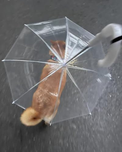 EXCLURA Hunde Regenschirm Hundeschirme aus Kunststoff mit Metallleinenkette, Transparenter Hundewelpenschirm aus Legierungsskelett, Hunderegenschirm für Spaziergänge im Hof ​​und Auf der Straße