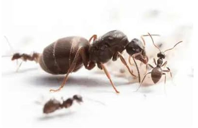 Lasius niger Black Garden Ant with 14-20 workers Best Ants UK