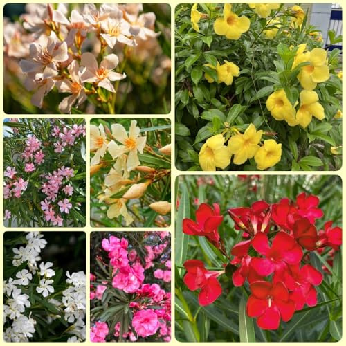 Semi di oleandro, da giardino semi di Nerium oleandro erboristiche, da giardino Le sono resistenti 40pcs