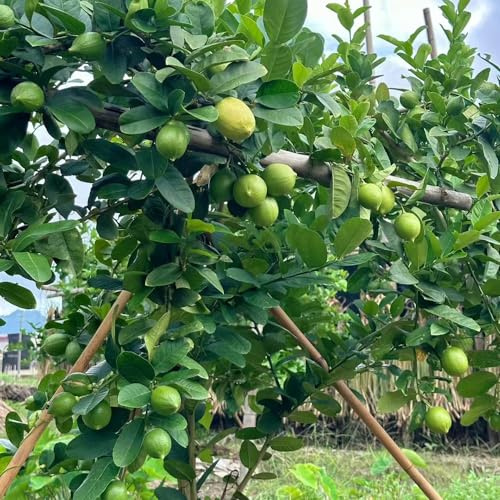 zitronenbaum zitrone - zimmerpflanzen winterharte stauden mehrjährig exotische zimmerpflanze obstbaum obstbäume büropflanzen spalierobst kräutergarten balkonpflanzen winterhart 55samen