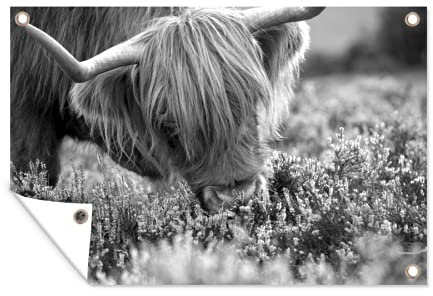 MuchoWow Outdoor-Poster Poster Wanddeko draußen Deko Garten Gartenposter 120x80 cm Nahaufnahme Schottischer Highlander riecht Heidekraut - schwarz und weiß
