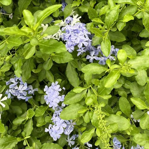 Plumbago AuriculataSamen, stauden winterhart mehrjährig Bleiwurz Ceratostigma plumbaginoides, blumensamen mehrjährig winterhart balkonpflanzen 150pcs