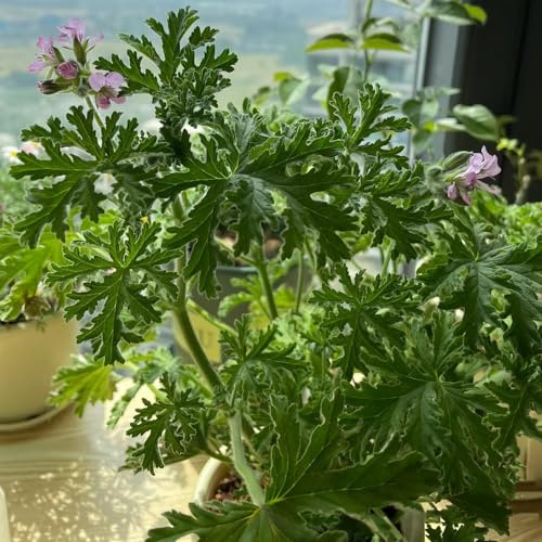 Geranio limone reale cucina giardino decorazione cucina giardino semi selvatico 15pcs