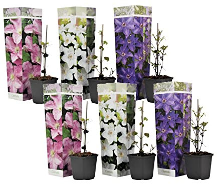Plant in a Box - Clematis Kletterblumen Winterhart - Mix von 6 Pflanzen - Topf 9cm - Höhe 25-40cm