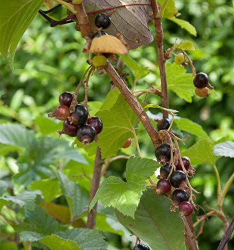 Schwarze Johannisbeere Titania 30-40cm - Ribes nigrum