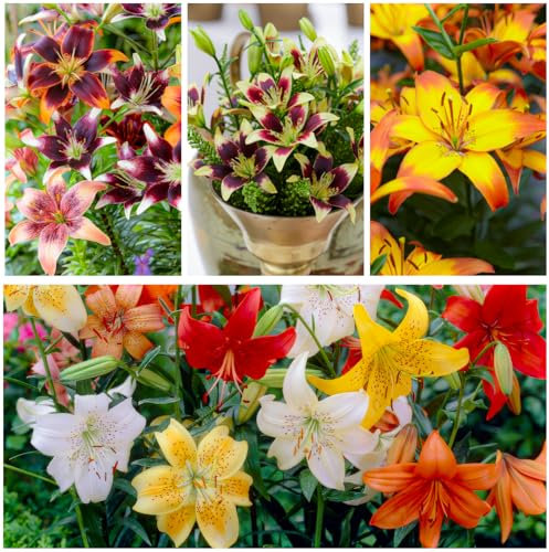 Bulbi Fiori Perenni da Esterno - 15 Bulbi di Giglio Asiatico Collezione Sogno di Primavera - 5 Varietà e Colori - Piante e Fiori Esclusivi dall'Olanda - per giardino e vaso (non semi, non artificiali)