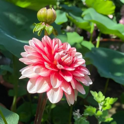bulbos de dalia invierno resistentes perennes, decoracion bulbos temprana, jardín rocas, 22pcs
