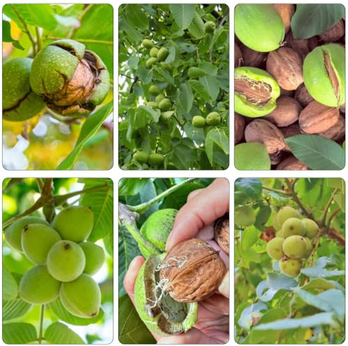 walnussbaum walnusskerne - pflanzensamen gartenpflanzen grünpflanzen zimmerpflanzen balkongarten gartenkräuter biosaatgut balkonpflanzen nuts bonsai topf wintergemüse kräutergarten 10samen