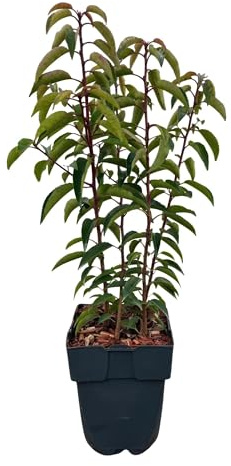 Chickasa-plommon – Prunus lusitanica Angustifolia – 6 växter – häckväxt 1 m – vintergrön – blad grön – 17 cm – höjd 50 cm – perfekt för täta häckar och insynsskydd