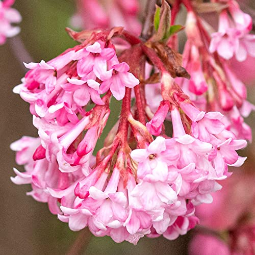 Viburnum Charles Lamont | Outdoor Garden Ready Deciduous Shrubs Plants | 20-30cm Potted