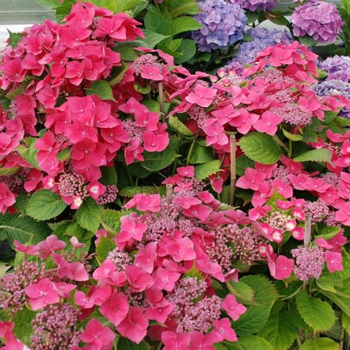 GARTEN SCHLÜTER® Tellerhortensie 'Kardinal' - 30-40 cm | Hydrangea macrophylla - mehrfarbige Blüten von Juli bis September - Liefergröße
